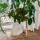 Artek 153B Bench, Slatted Top, Natural Lacquer — packshot
