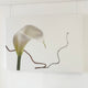 Innes Cala Lily 40x30in Canvas Print — packshot