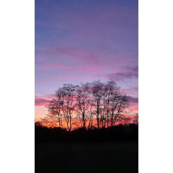 Trees In The Sunset - 40x24 Canvas Print Ex-Display